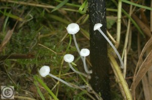 Smeerwortelmycena 9.jpg